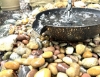 Picture of U-nitt 12" Rain Chain Anchoring Basin / Spill Bowl / Dish: with Attachment Chain, Black with Golden Spray on the Outside, Flat Scupper V2, #972FGD-V2